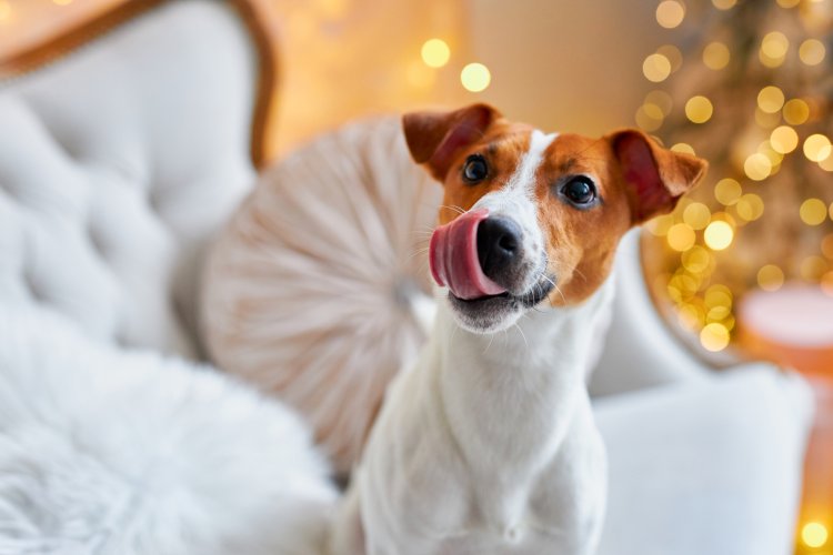 Dog licking its lips