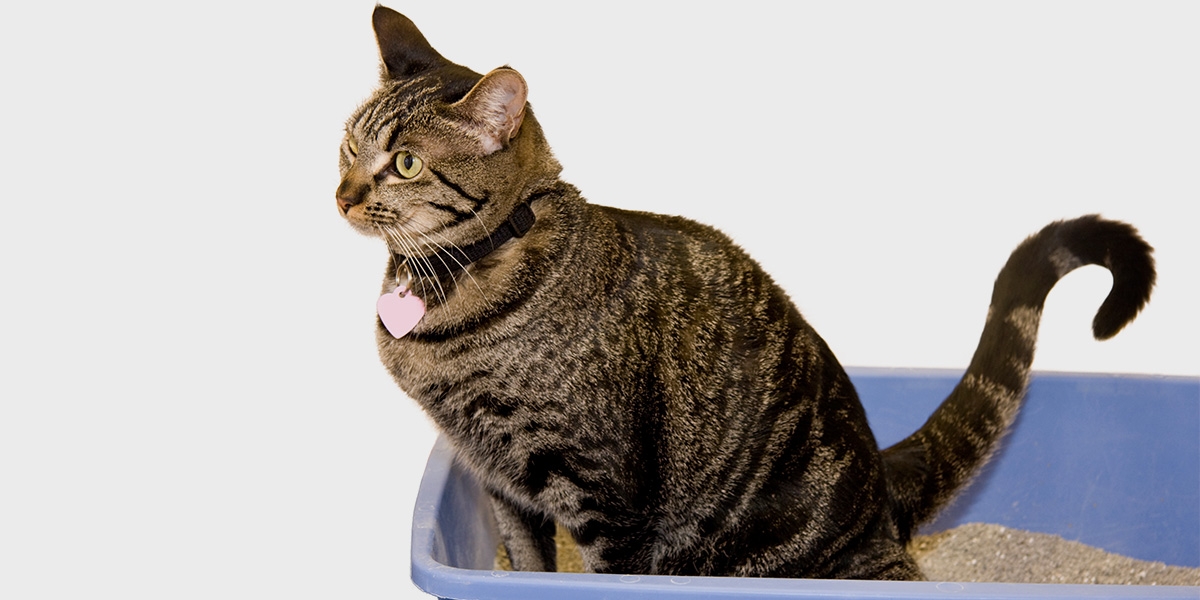 cat in litter tray