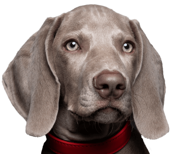 Feeding Calculator | Vet Center