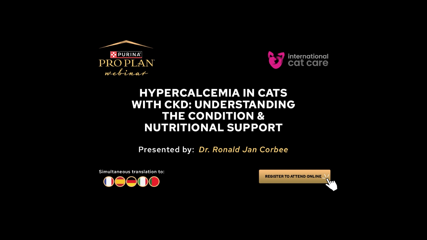 Hypercalcaemia in cats with CKD: Understanding the condition and nutritional support