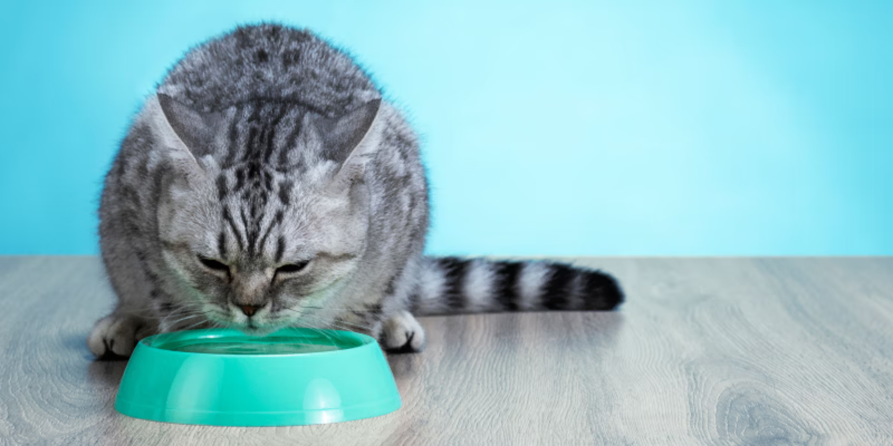 The science of nutrition in the hydration for cats