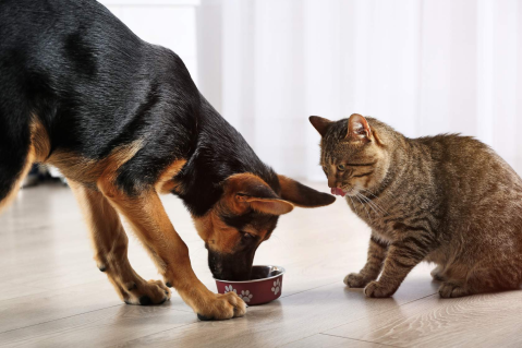 Factors influencing cats & dogs nutritional needs