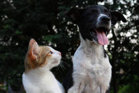 Dietary management of feline and canine digestive disease