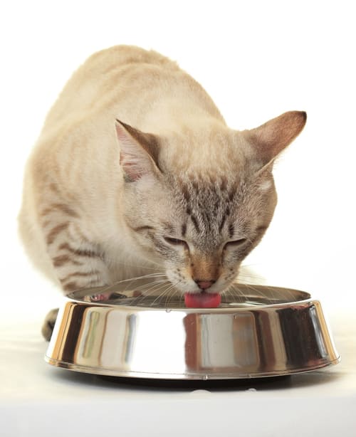 Hydration support and encouraging voluntary fluid intake in cats