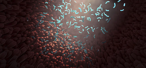 Part of the whole: the role of the gut microbiome in host health