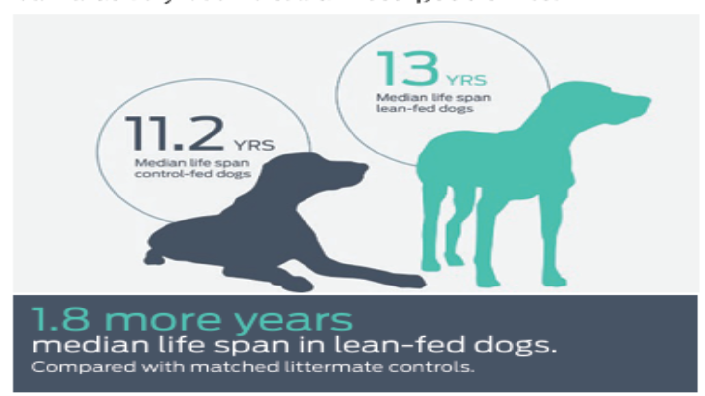 Graphic comparing median lifespan: 13 years for lean-fed dogs versus 11.2 years for control-fed dogs