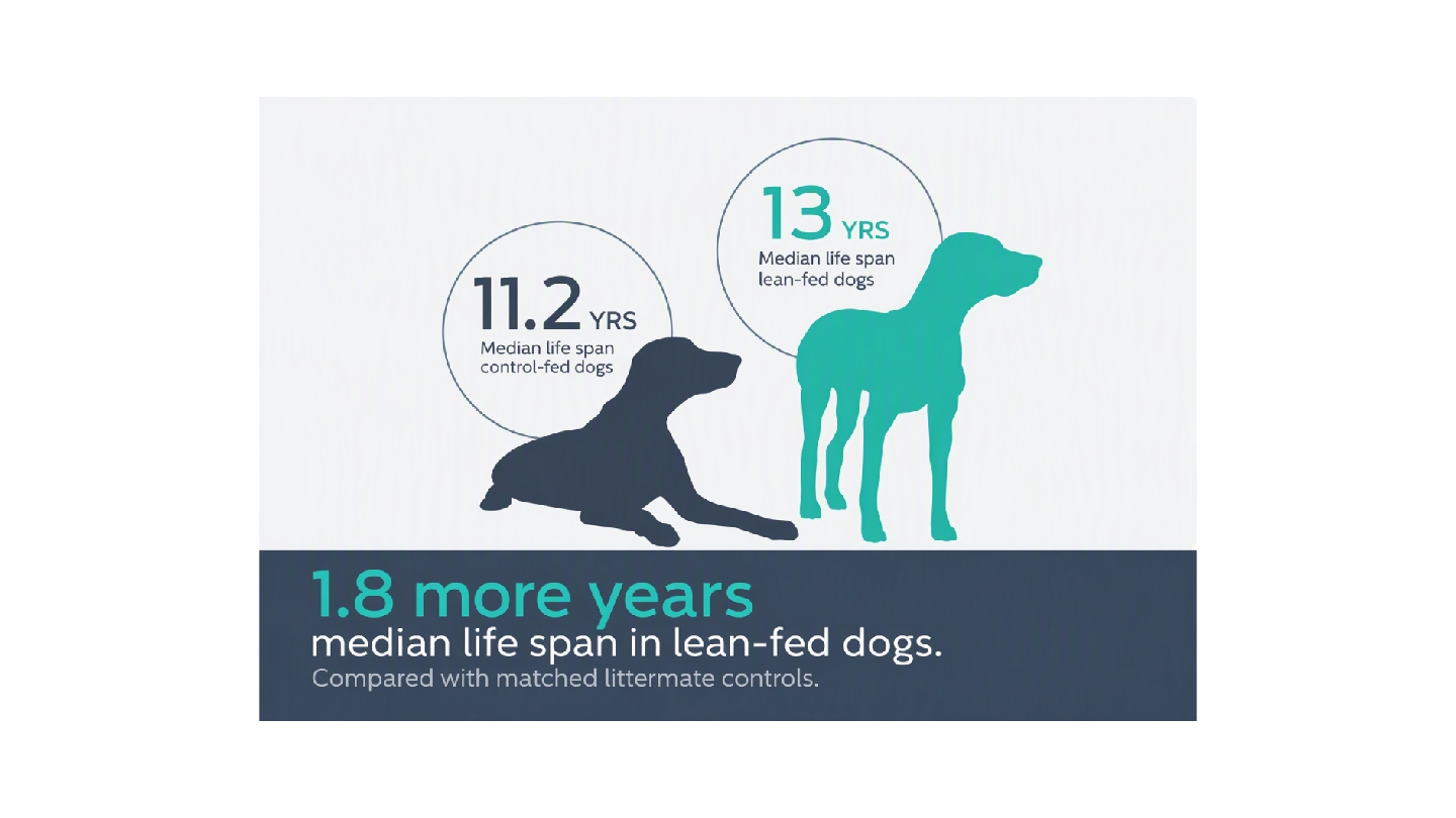 Graphic comparing median lifespan: 13 years for lean-fed dogs versus 11.2 years for control-fed dogs.