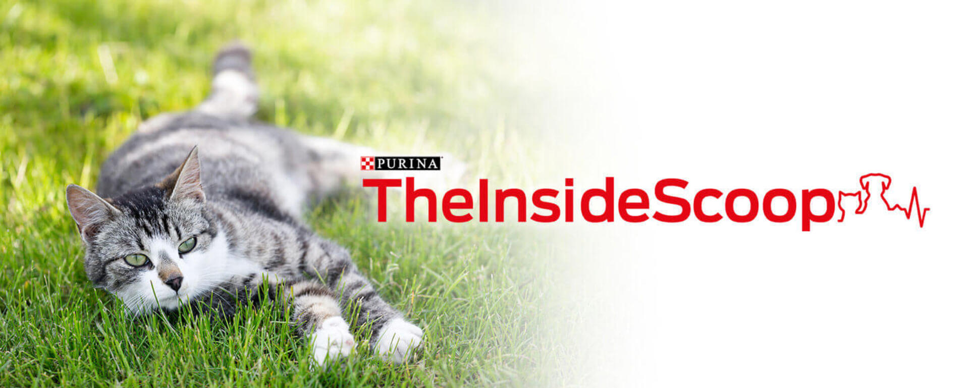 Inside Scoop Issue 15