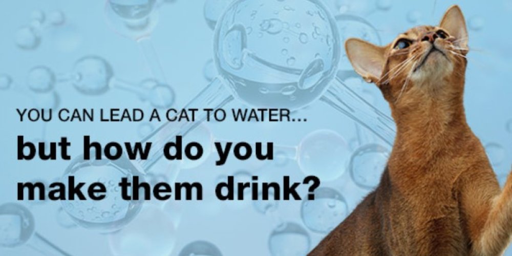 The science of nutrition in the hydration for cats news header image
