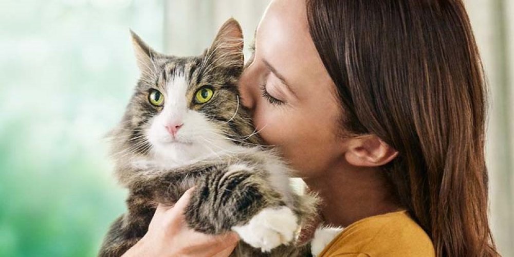 Reimagining the power of feline nutrition: managing cat allergens news header image