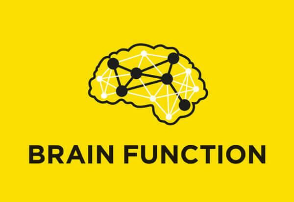 Brain function