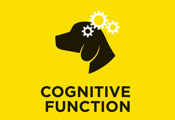 Cognitive function