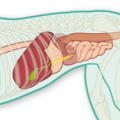 Graphic of the digestive system of a dog