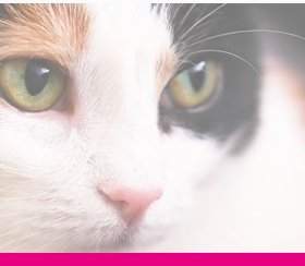 Reimagining the power of feline nutrition: managing cat allergens