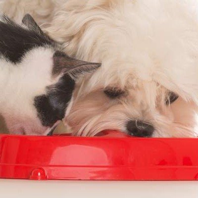 Factors influencing cats´ and dogs´ nutritional needs