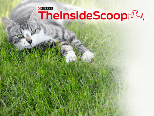 Inside scoop issue 15
