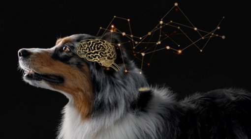 Australian Shepherd dog with a brain illustration, featuring the Canine Cognitive Assessment Scale for tailored nutrition