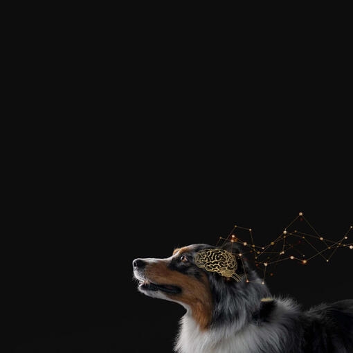 Canine Cognitive Assessment Scale