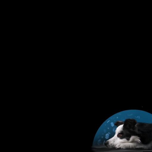 PURINA® PRO PLAN® CALMING CARE SYMPOSIUM 2026